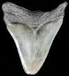 Juvenile Megalodon Tooth - South Carolina #52980-1